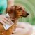   Tickless® Citronella Dog Wipe természetes kullancs-, bolha- és szúnyogriasztó nedves törlőkendő 20 db