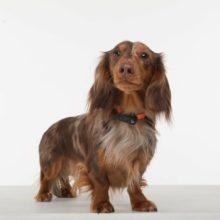 TickLess® Mini Dog tölthető kullancs- és bolhariasztó készülék kutyáknak | kék