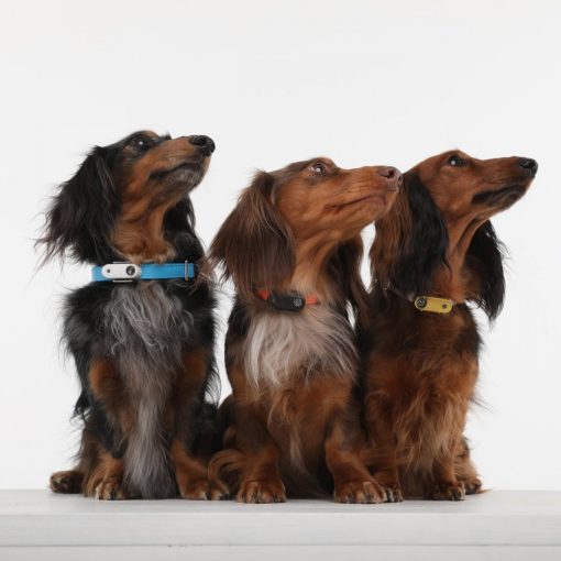 TickLess® Mini Dog tölthető kullancs- és bolhariasztó készülék kutyáknak | kék