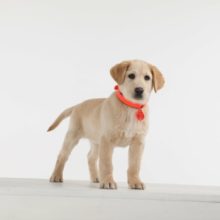 TickLess® Pet ultrahangos kullancs- és bolhariasztó készülék | narancs