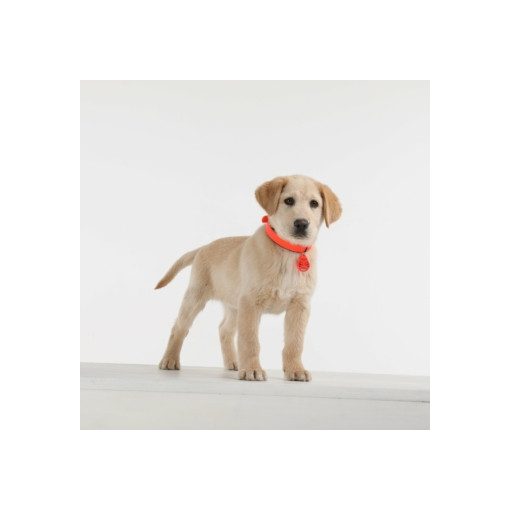 TickLess® Pet ultrahangos kullancs- és bolhariasztó készülék | narancs