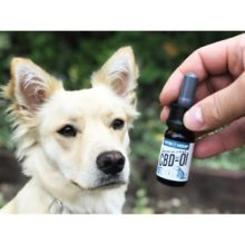 Vetrihemp bio CBD olaj kutyáknak 10 kg-ig 4%-os 10 ml