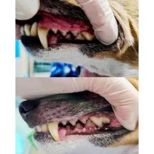 We Love Bark Happy Smile prebiotikus szájspray fogkő és szájszag ellen kutyáknak 100 ml