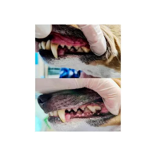 We Love Bark Happy Smile prebiotikus szájspray fogkő és szájszag ellen kutyáknak 100 ml