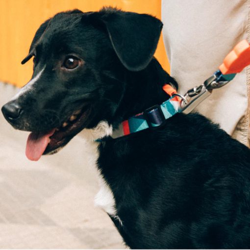 Zee.Dog Ella nyakörv - M méret