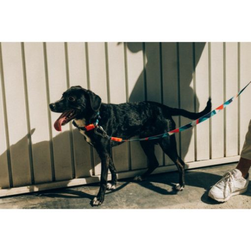 Zee.Dog Ella nyakörv - M méret